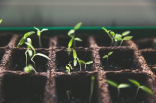 Étude : le surpoids est-il inné ?