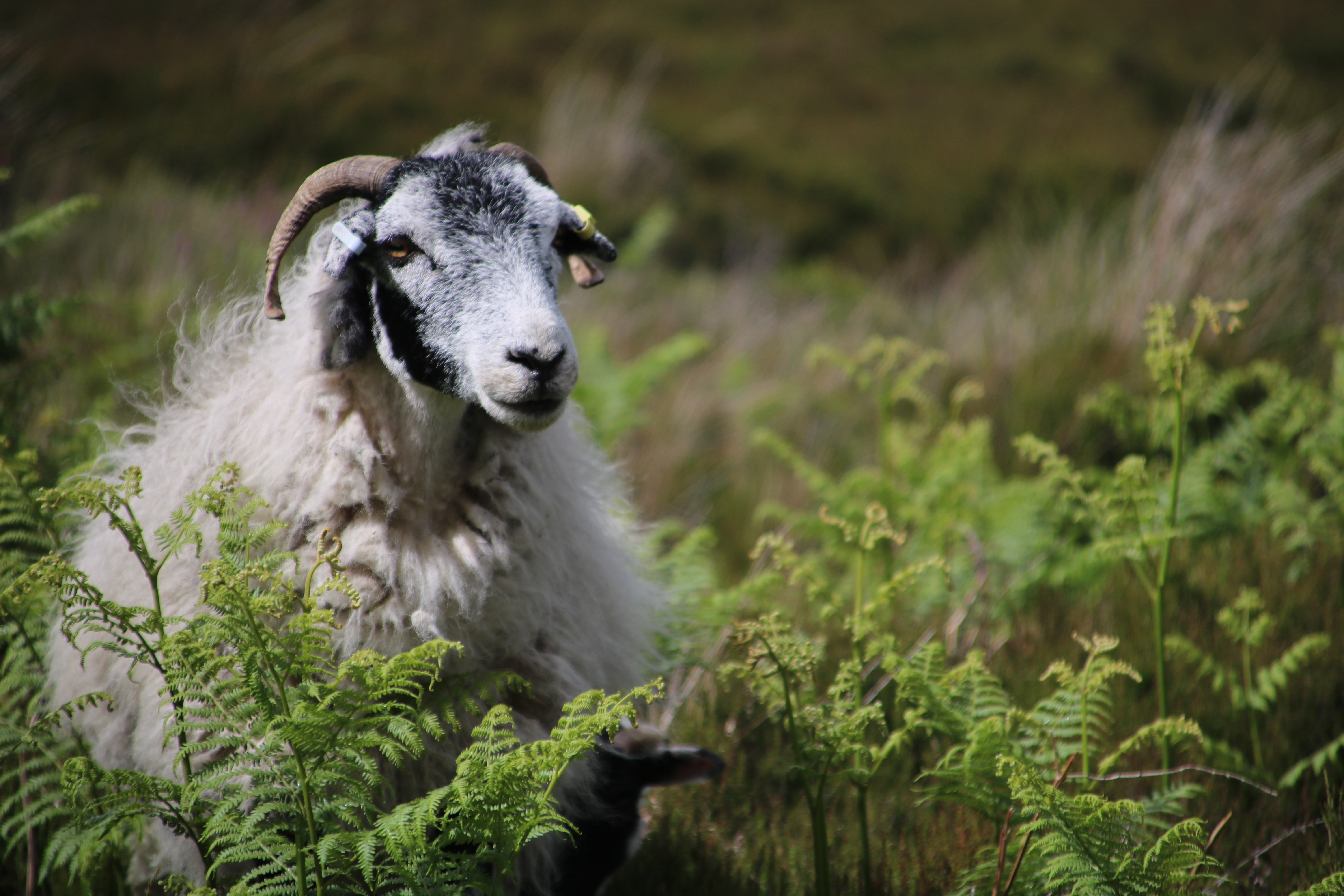 Werking horny goat weed geitenkruid op libido en testosteron